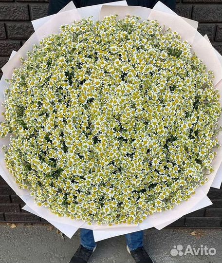 Букеты ромашек