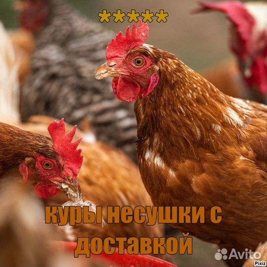 Куры несушки