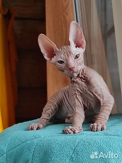 Донской сфинкс котята