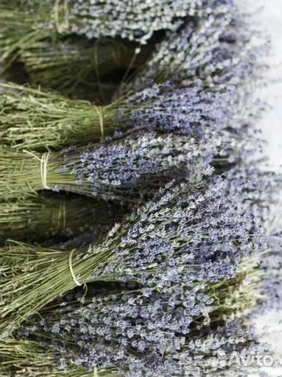 Лаванда сухоцвет
