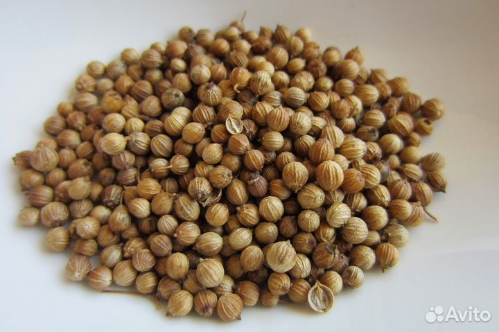 Семена кинзы