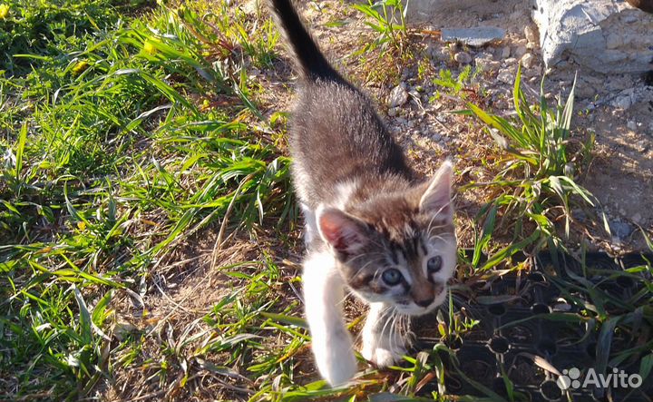 Котёнок 2 месяца