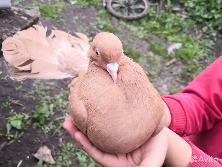 Голубь павлин чистокровный