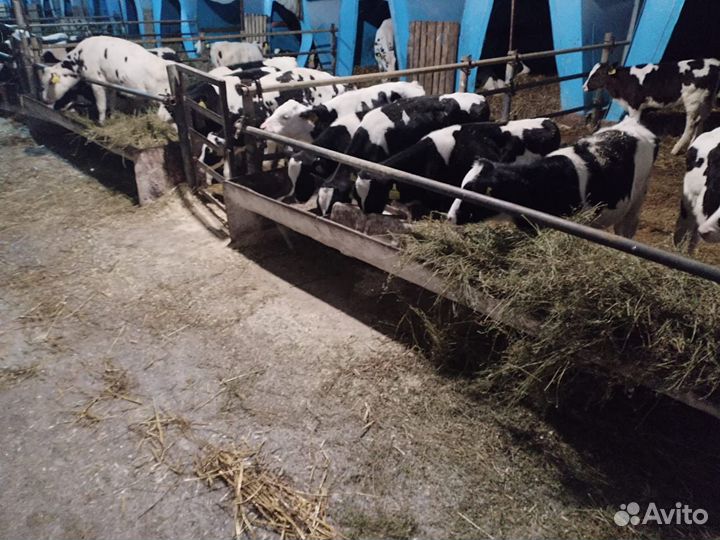 Телята мясной породы бычки