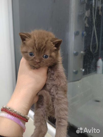 Скоттиш фолд