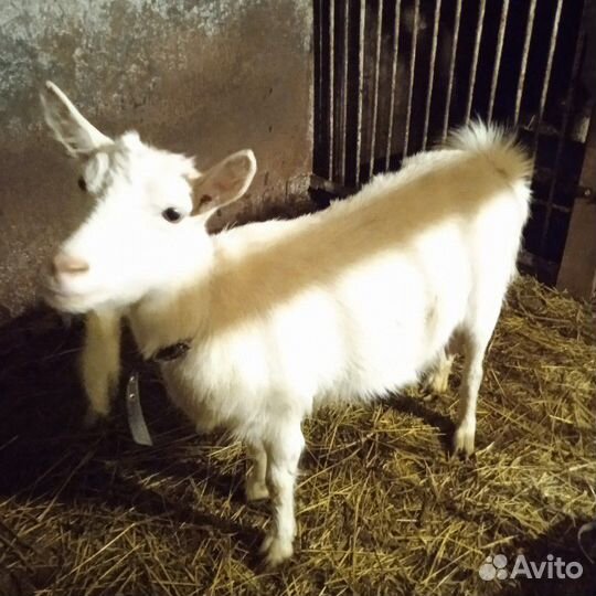 Коза дойная
