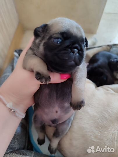 Щенки мопса