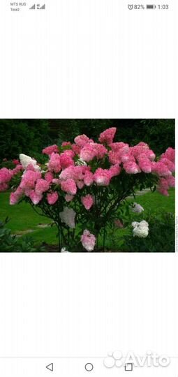 Гортензии разные 3,4,5,6л