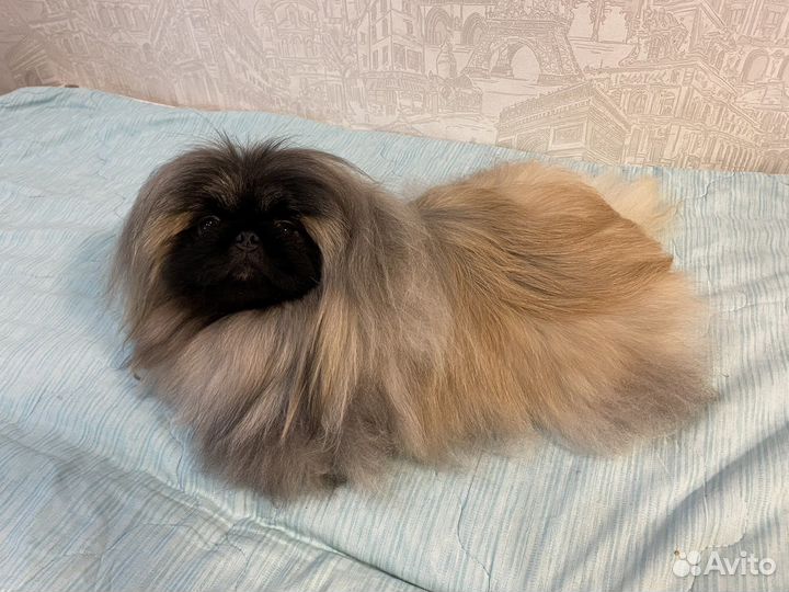 Вязка пекинес