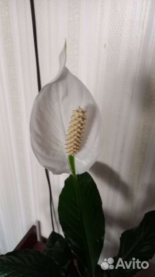 Спатифиллум