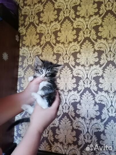 Кошка в дар бесплатно