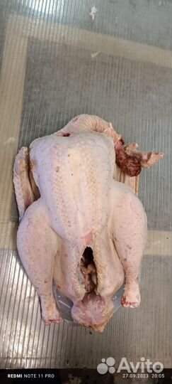 Мясо молодой индейки