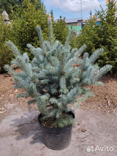 Ель голубая