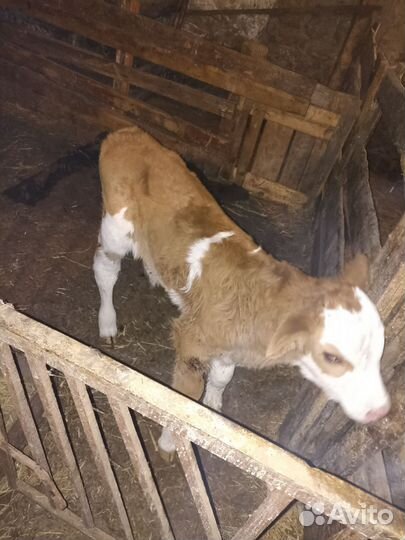 Бычок и телачки