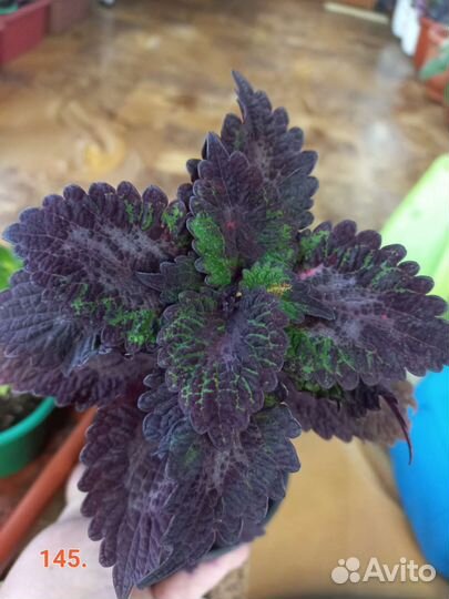 Колеусы 150 сортов