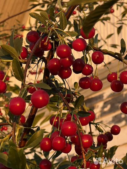 Кусты вишни