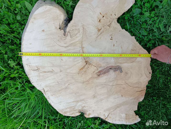 Спил капа березового