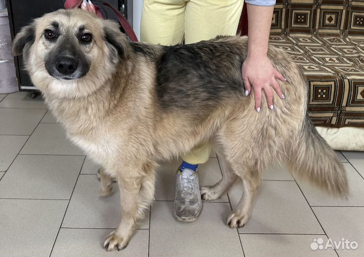 Собака в добрые руки