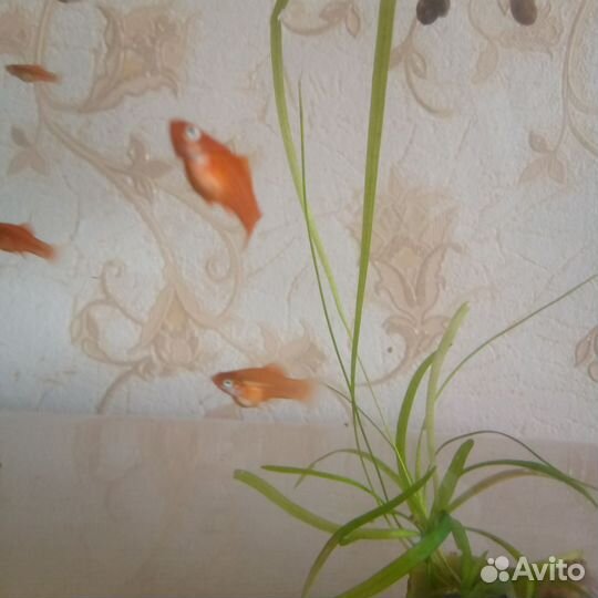 Рыбки меченосцы