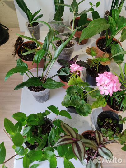 Комнатные растения, цветы