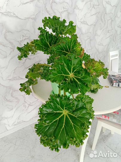 Спатифиллум spilt milk