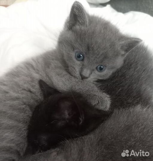 Кошечка светло - серенькая в дар доброму человеку