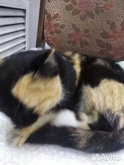 Найдена кошечка