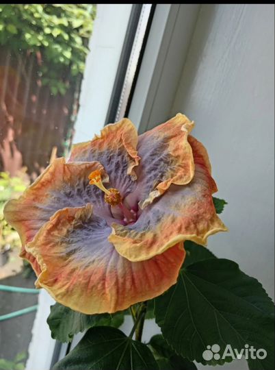 Гибискус комнатный сортовой