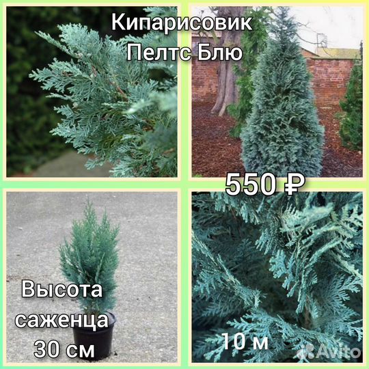 Кипарисовик