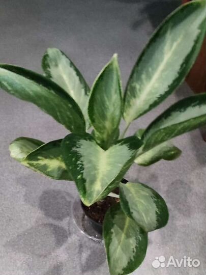 Аглаонема 