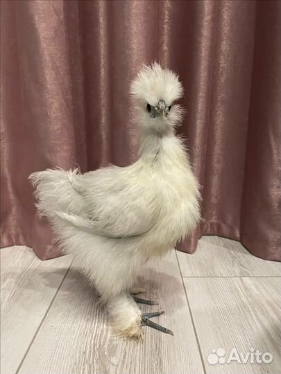 Ин. яйцо, цыплята Китайских шёлковых