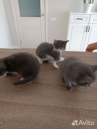 Котенок в дар бесплатно