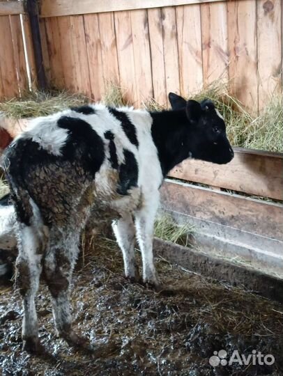 Бычки и телята