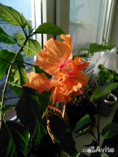 Гибискус Текила Санрайз