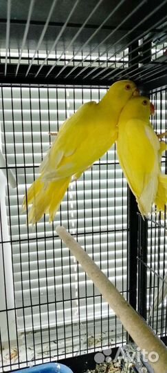 Ожереловые попугаи птенцы