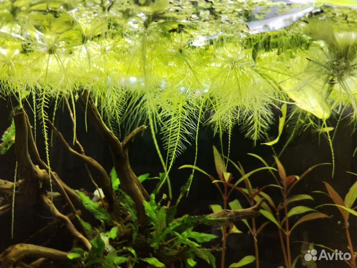 Растение Пистия