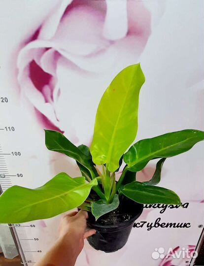 Филадендрон лимон лайм