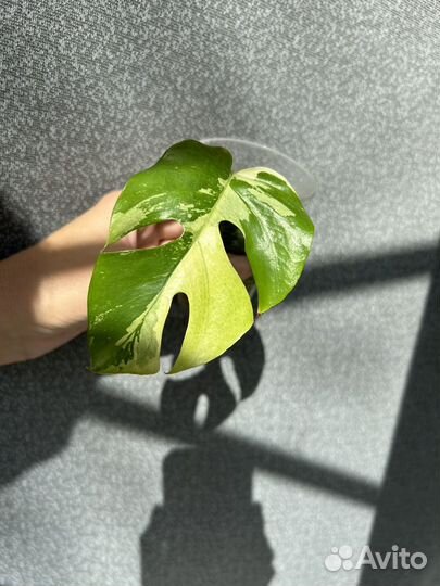 Рафидофора тетрасперма вариегатная