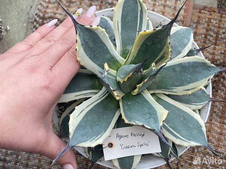 Агава миниатюрная