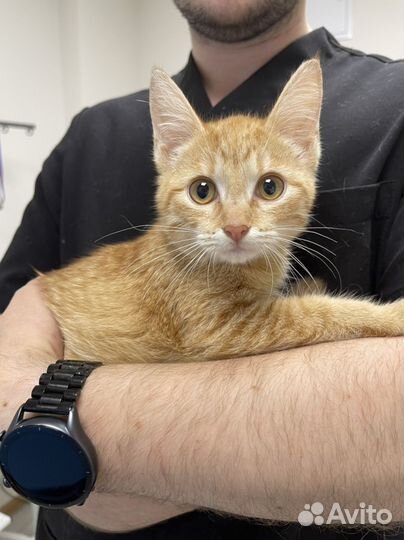 Кошечка 3 месяца Лея