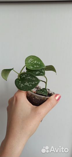 Сциндапсус, Аглаонема, Папоротник