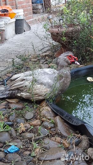 Семья индоуток