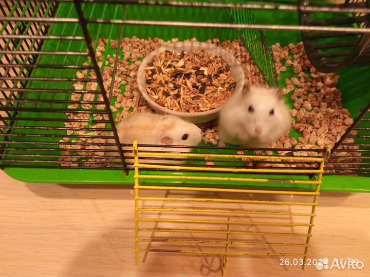 Отдам хомяков с клетками