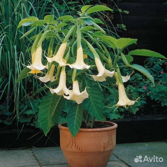 Бругмансия, растение в горшке