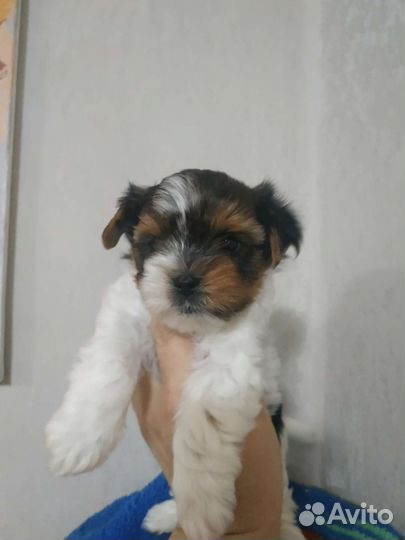 Бивер мини мальчики