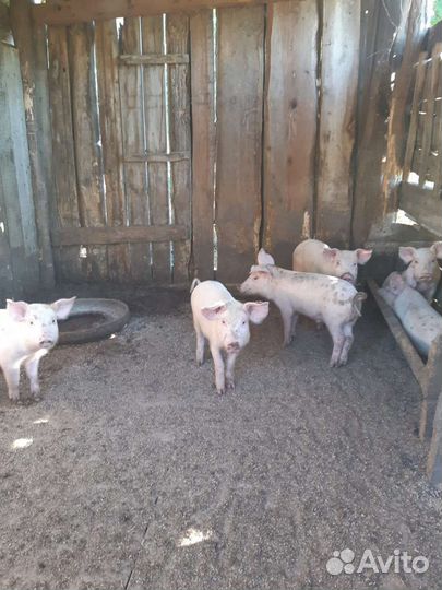 Поросенок ландрас+дюрок