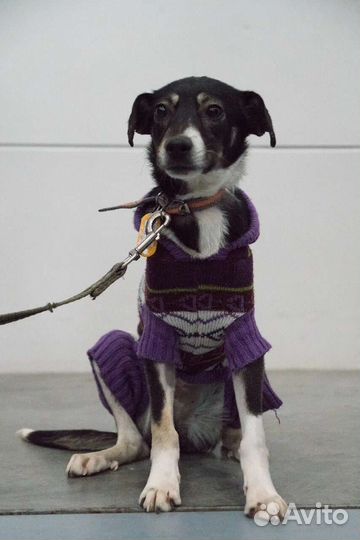 Маленькая собака Герти