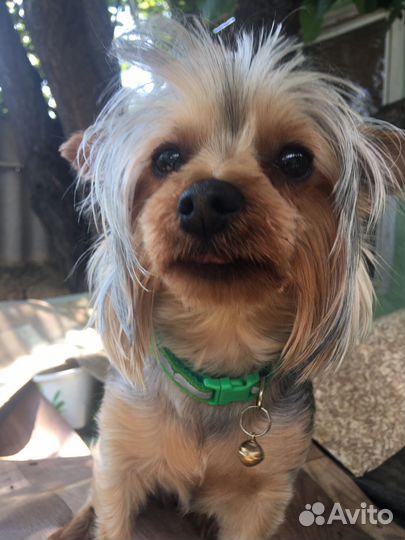 Йоркширский терьер девочка мини