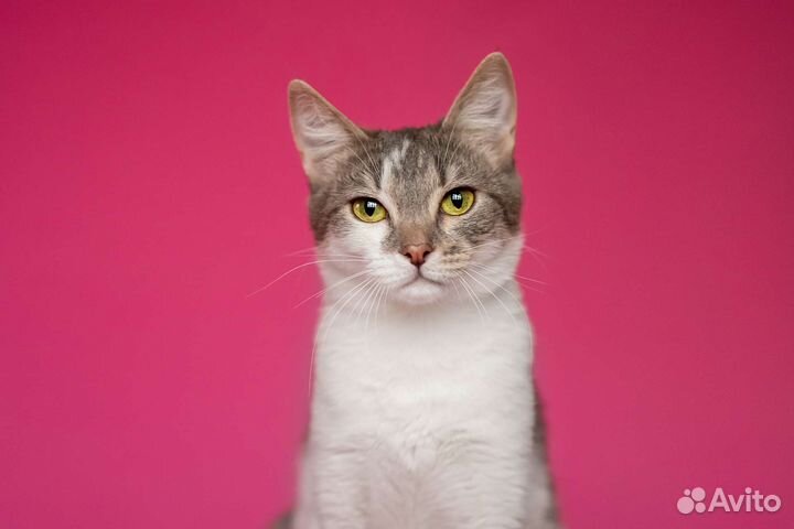 Кошка в дар бесплатно