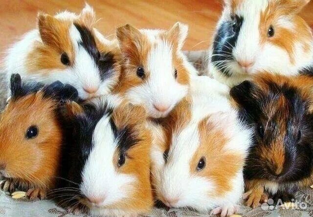 Морские свинки